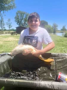 Common Carp
