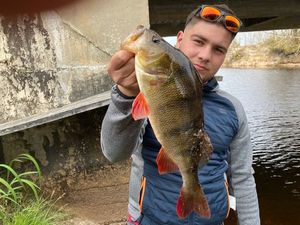 European Perch