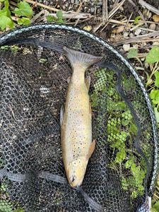Brown Trout