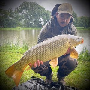 Common Carp