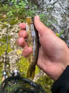 Brown Trout