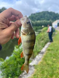 European Perch