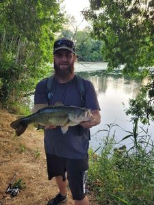 Largemouth Bass