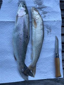 Rainbow Trout
