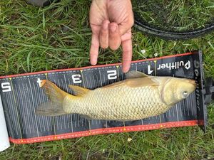 Common Carp