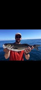 European Bass (Seabass)