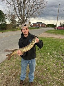 Muskellunge (Musky)