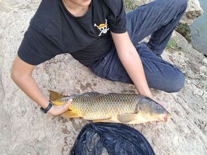 Common Carp