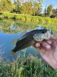 Smallmouth Bass