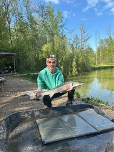 Sturgeon