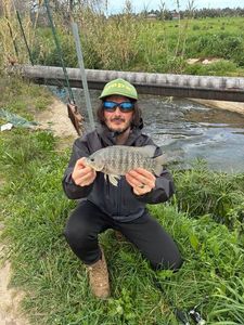 Tilapia