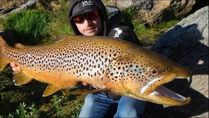Brown Trout