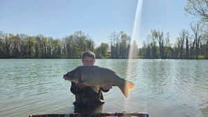 Common Carp