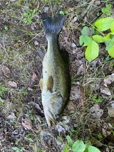 Largemouth Bass