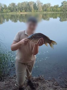 Crucian Carp