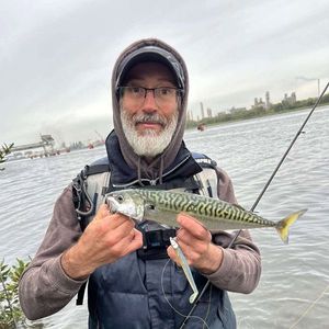Mackerel