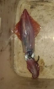 European Squid