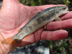 Brown Trout