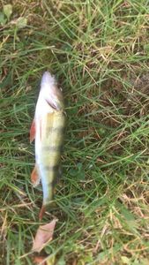 European Perch