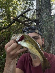 Smallmouth Bass