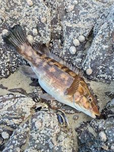 Ballan Wrasse