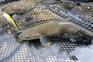 Brown Trout
