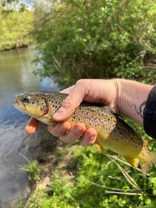Brown Trout