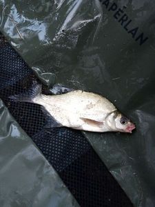 Common Bream