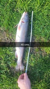 Brook Trout