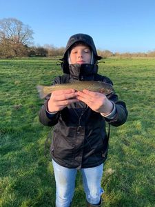 Rainbow Trout