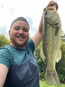 Largemouth Bass