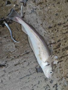 Whiting