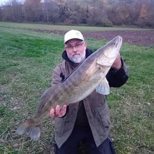 Zander
