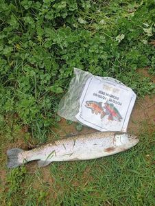 Rainbow Trout
