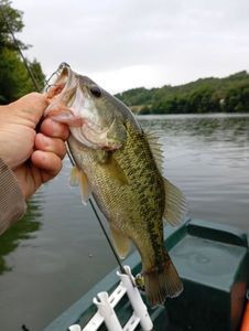 Largemouth Bass