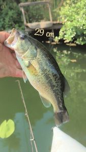 Largemouth Bass