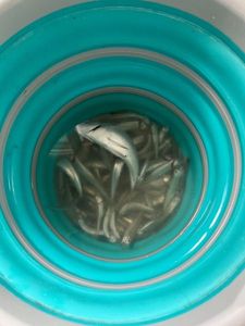 European Pilchard