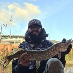 Northern Pike