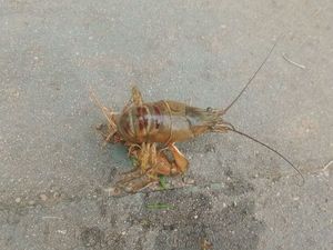 Spinycheek Crayfish