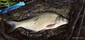 Common Bream