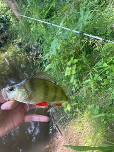 European Perch
