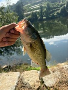 Largemouth Bass