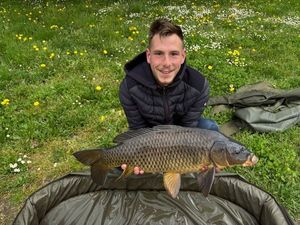 Common Carp