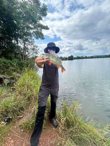 Yellow Perch