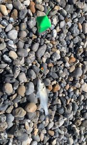 European Bass (Seabass)