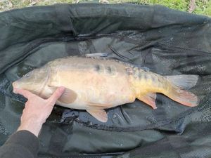 Mirror Carp
