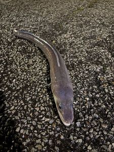 Conger