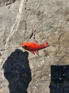 Cardinal Fish