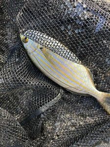 Salema