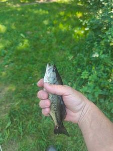 Largemouth Bass